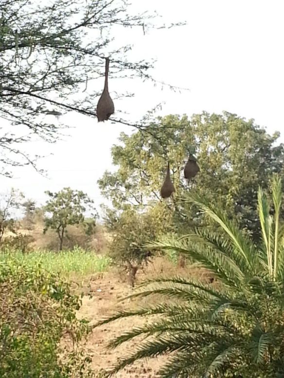 weaver nests at Ramdara