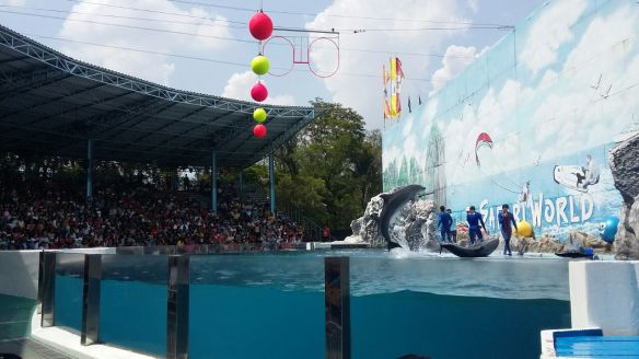 Marine Park_Dolphin show